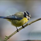 Die Blaumeise (Cyanistes caeruleus)......