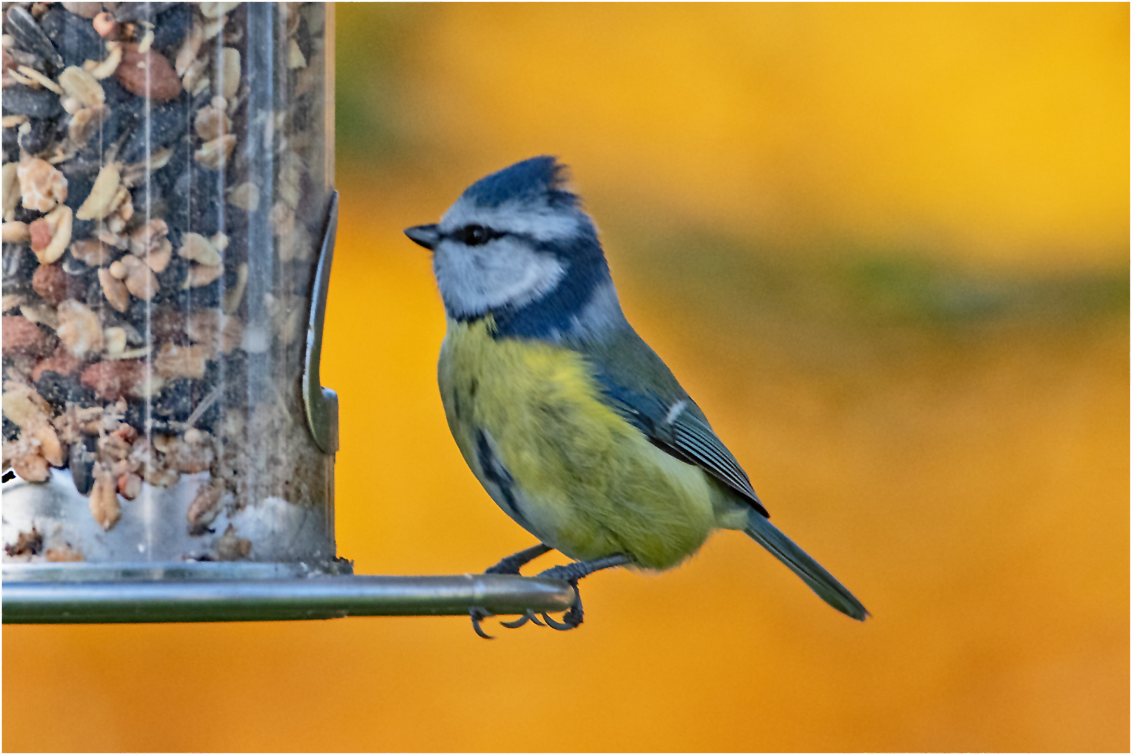 Die Blaumeise (Cyanistes caeruleus) . . .