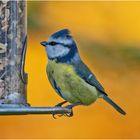 Die Blaumeise (Cyanistes caeruleus) . . .