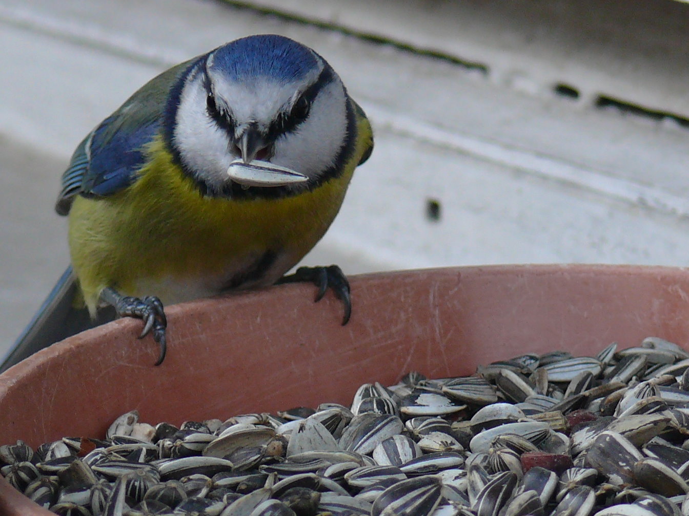 Die Blaumeise (Cyanistes caeruleus)