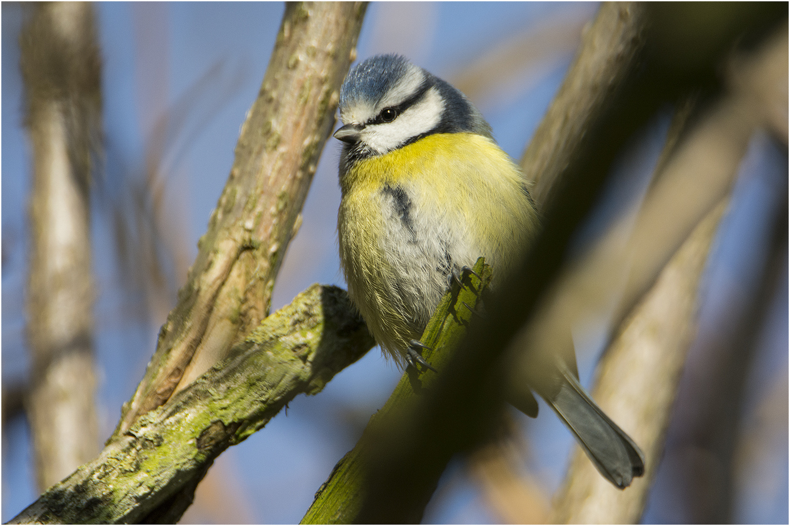 Die Blaumeise (Cyanistes caeruleus) scheint bei uns auch zu den Verlierern . . .