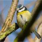 Die Blaumeise (Cyanistes caeruleus) scheint bei uns auch zu den Verlierern . . .