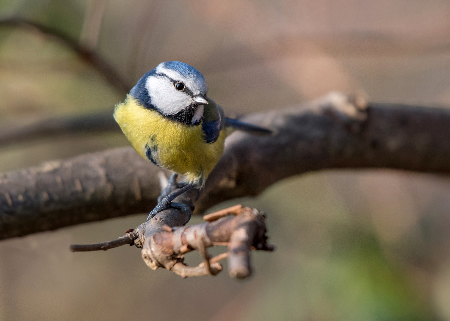 Die Blaumeise (Cyanistes caeruleus, Syn.: Parus caeruleus)