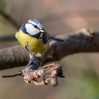 Die Blaumeise (Cyanistes caeruleus, Syn.: Parus caeruleus)