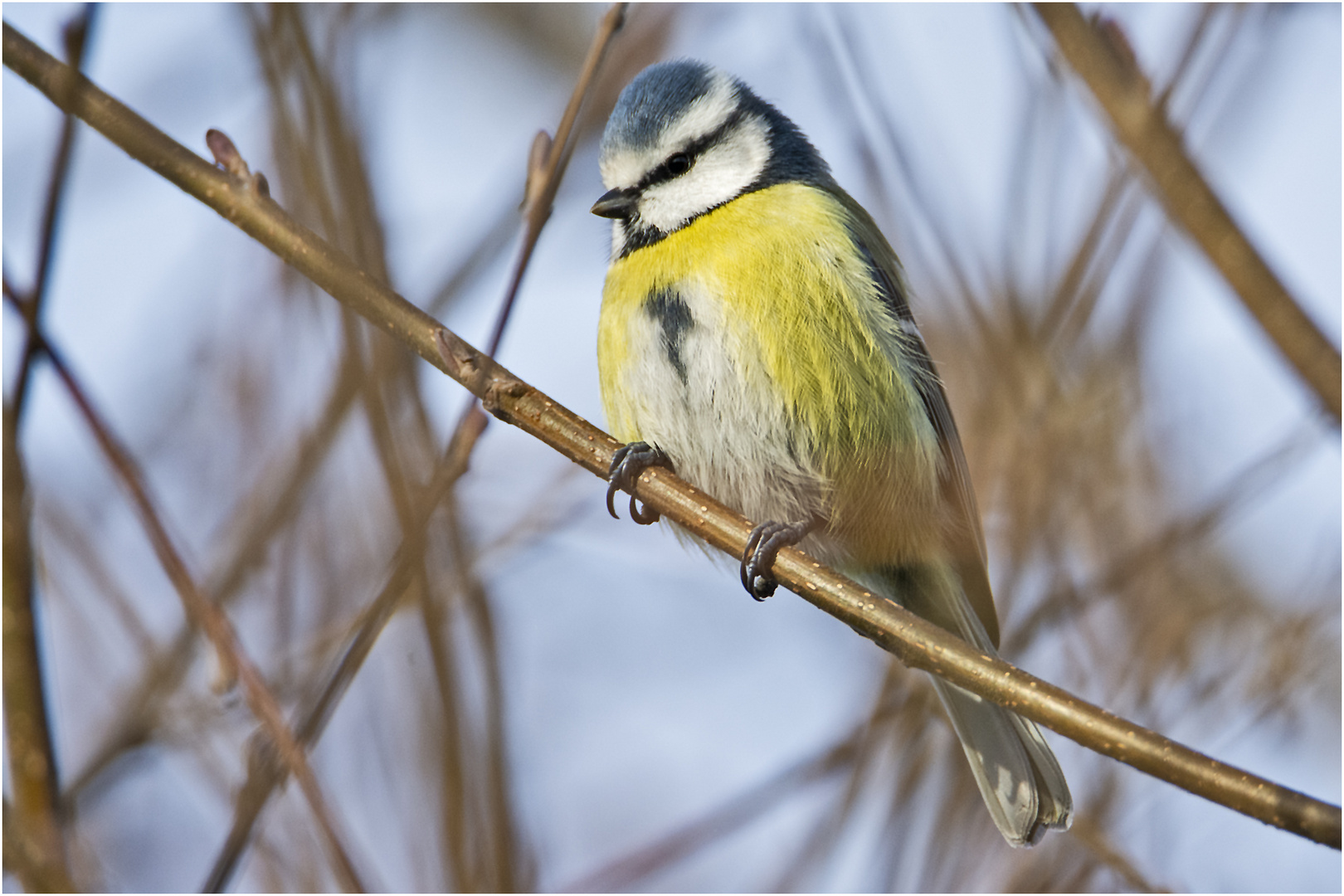 Die Blaumeise (Cyanistes caeruleus, Syn.: Parus caeruleus) . . .