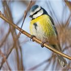 Die Blaumeise (Cyanistes caeruleus, Syn.: Parus caeruleus) . . .