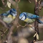 Die Blaumeise (Cyanistes caeruleus, Syn.: Parus caeruleus)