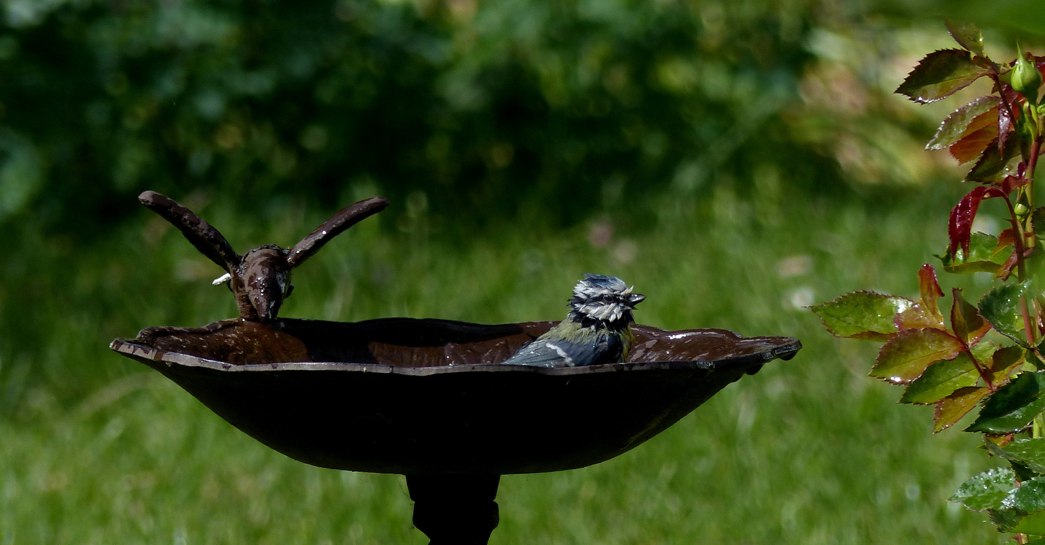 die Blaumeise (Cyanistes caeruleus, Syn.: Parus caeruleus)...