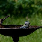 die Blaumeise (Cyanistes caeruleus, Syn.: Parus caeruleus)...