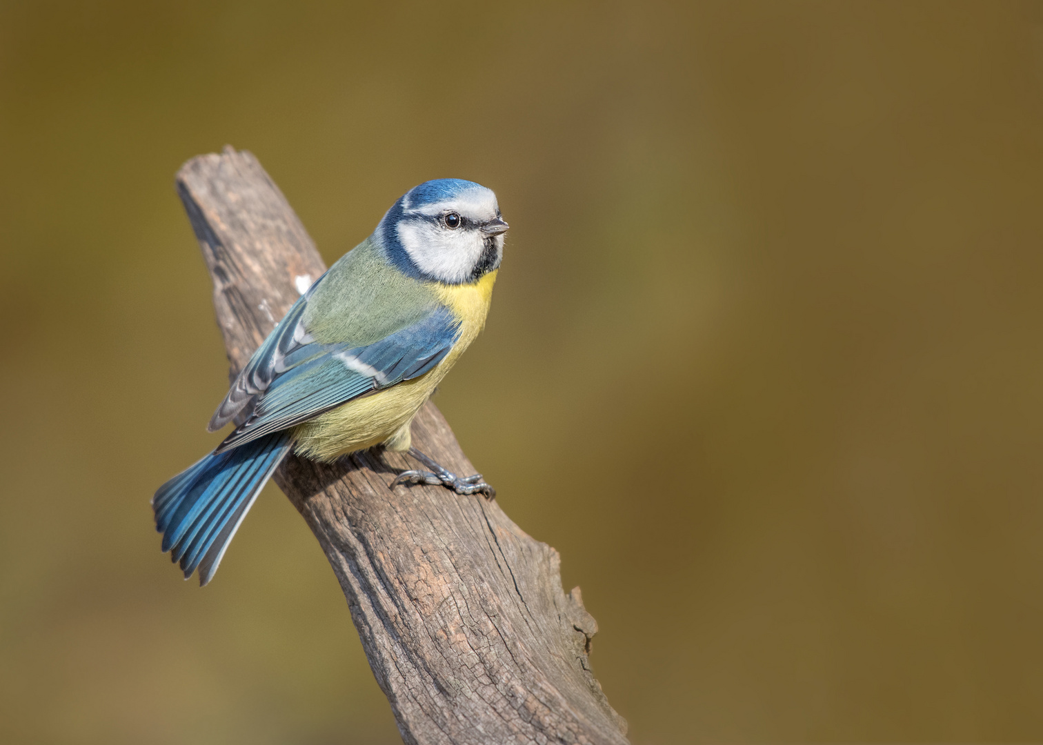 Die Blaumeise (Cyanistes caeruleus, Syn.: Parus caeruleus)