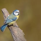 Die Blaumeise (Cyanistes caeruleus, Syn.: Parus caeruleus)