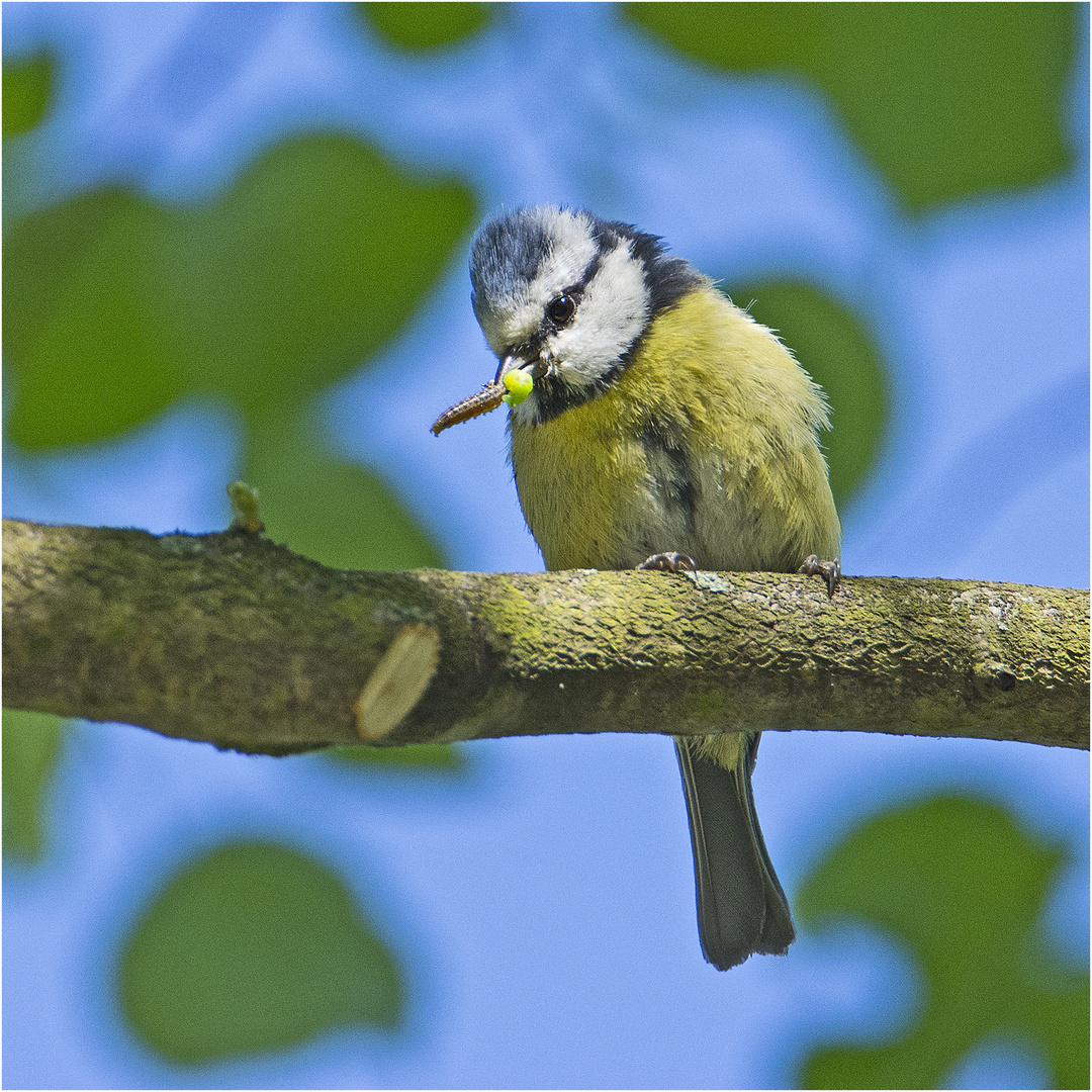 Die Blaumeise (Cyanistes caeruleus, Syn.: Parus caeruleus) flog nie . . .