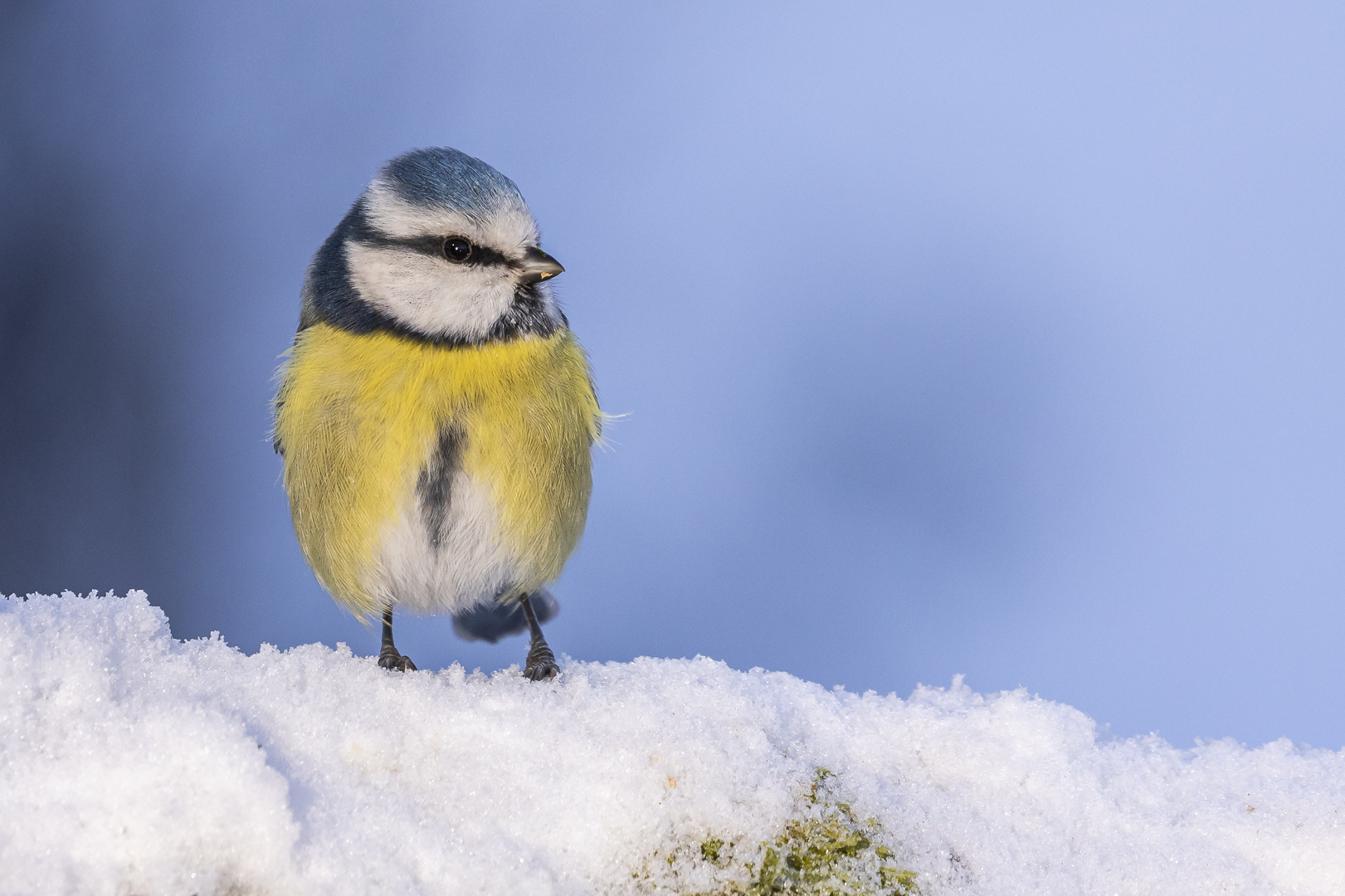 Die  Blaumeise...