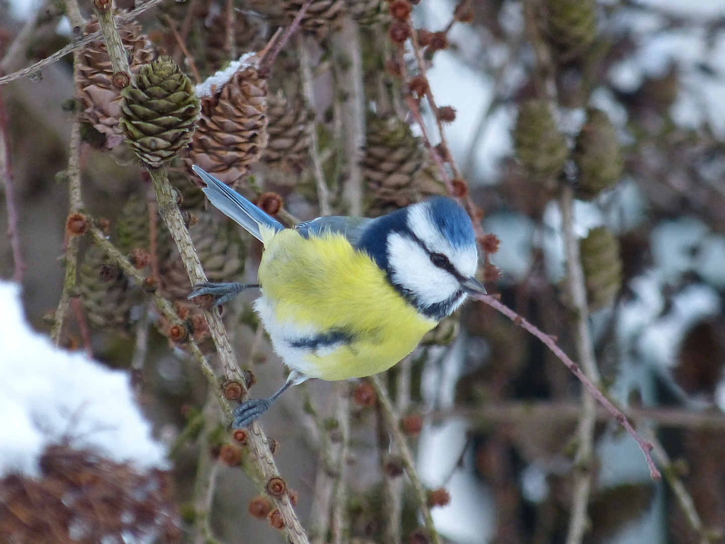 die Blaumeise