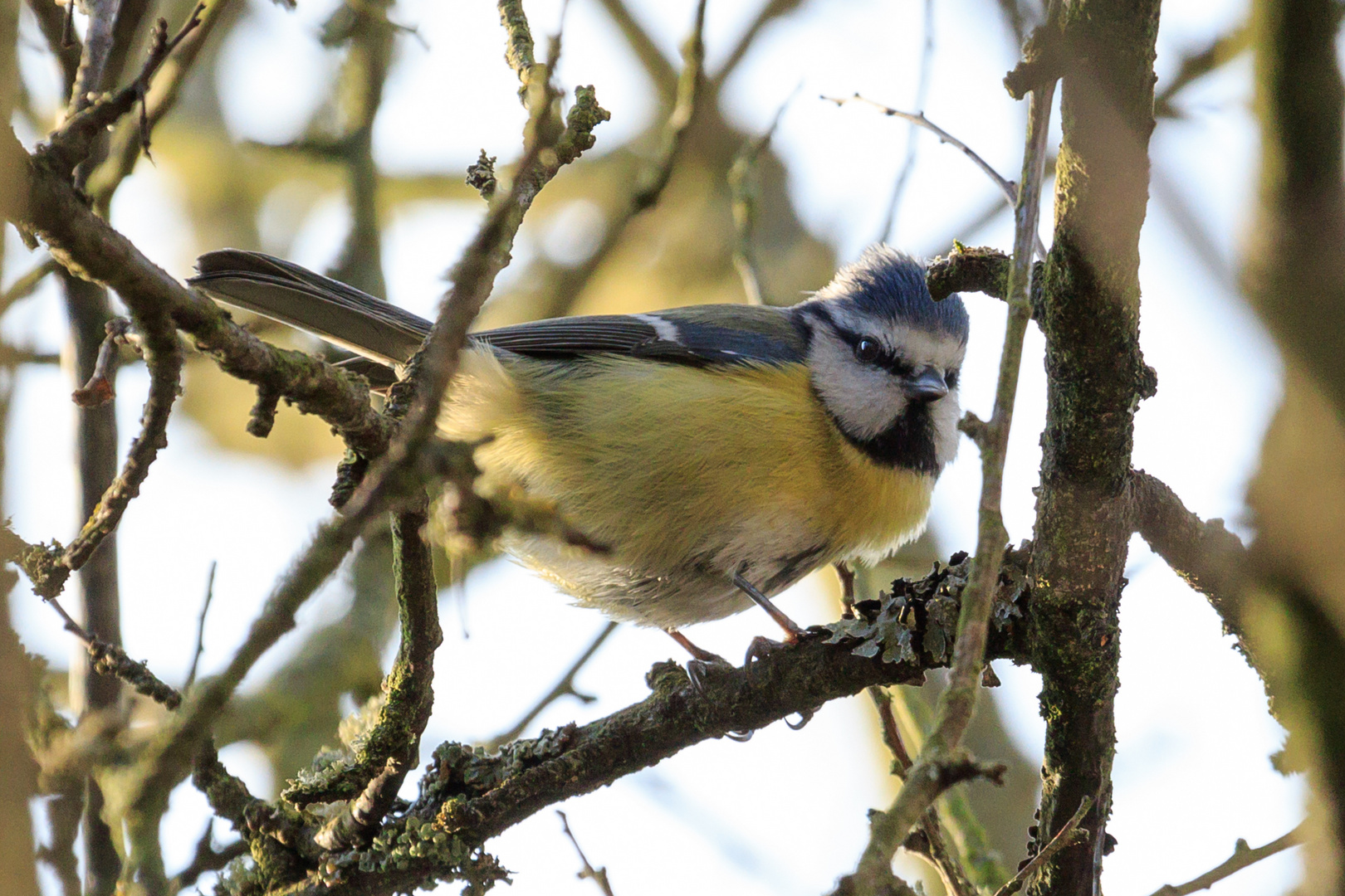 die Blaumeise im Baum