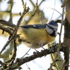 die Blaumeise im Baum