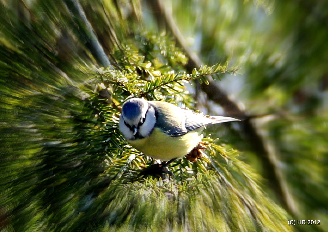 Die Blaumeise im Winter