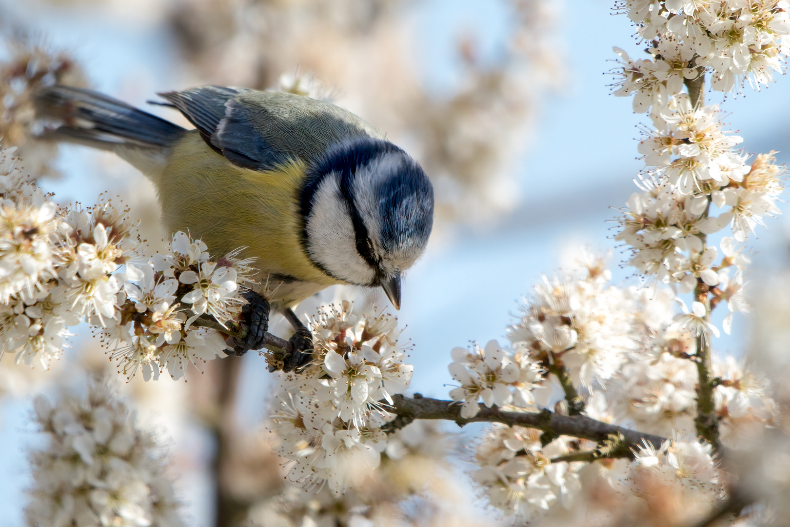 Die Blaumeise in den Kirschblüten