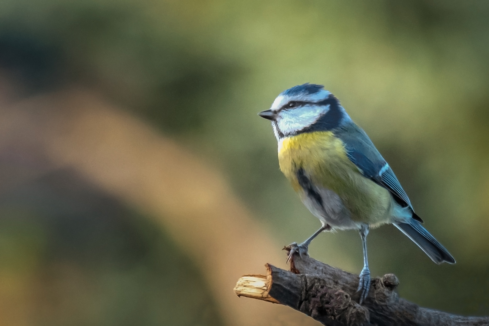 die Blaumeise ist wieder da