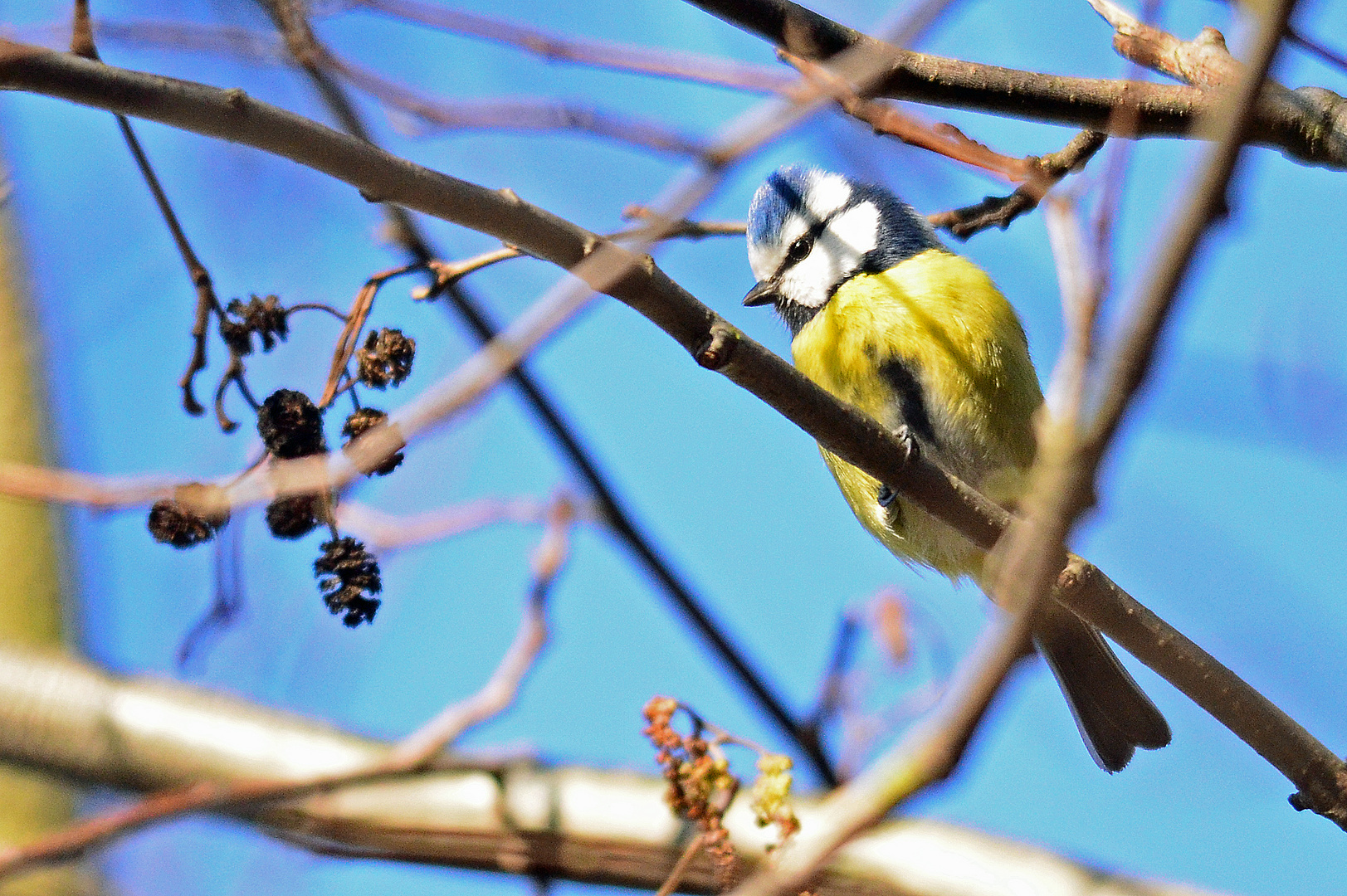 Die Blaumeise (Parus caeruleus)