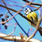 Die Blaumeise (Parus caeruleus)