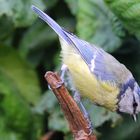 Die Blaumeise schaute zu den Konkurrenten unten an der Futterstelle