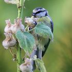 Die Blaumeise vom Sonntag