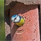 Die Blaumeisen ((Cyanistes caeruleus) scheinen mit . . .