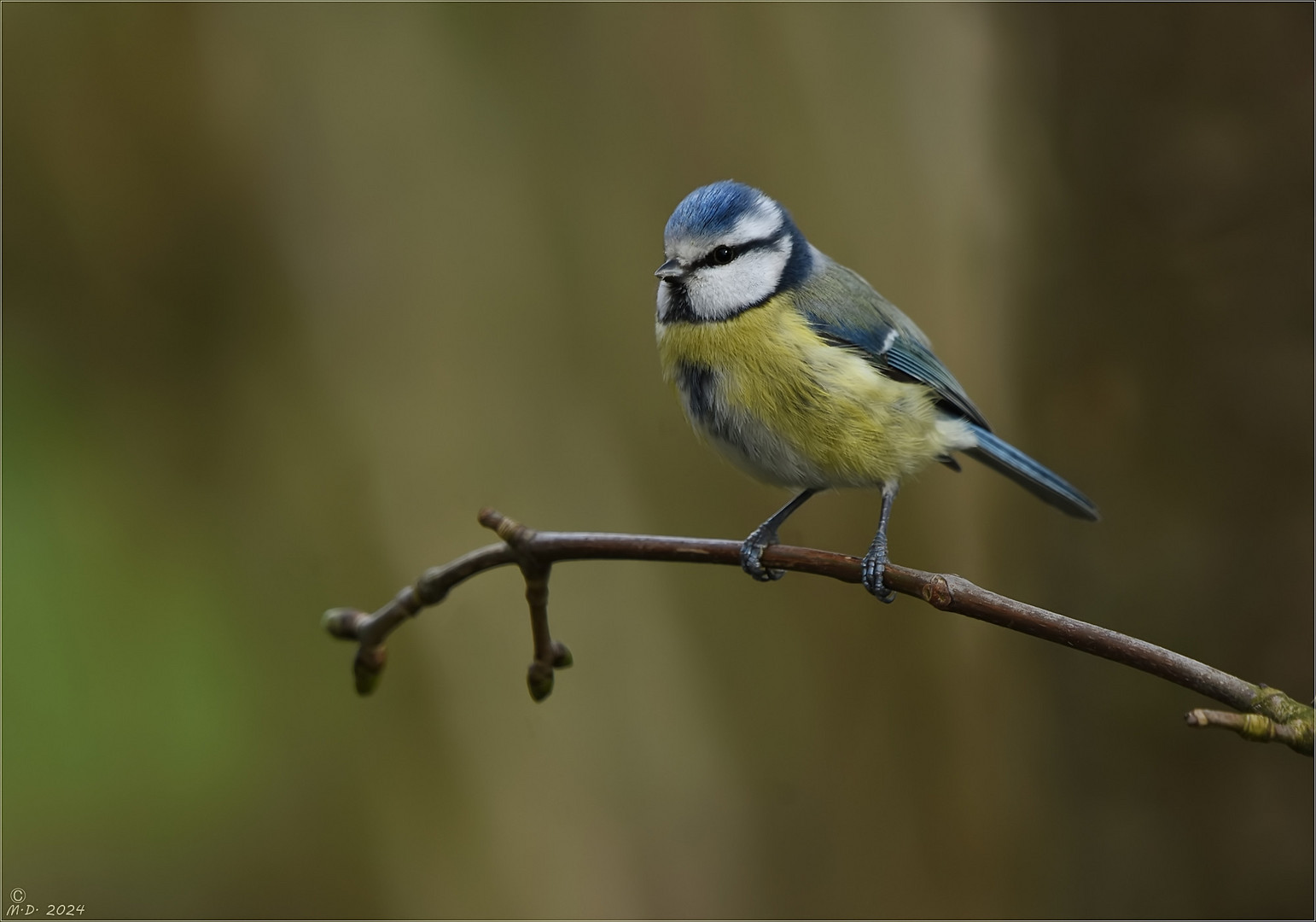 Die Blaumeisen ...