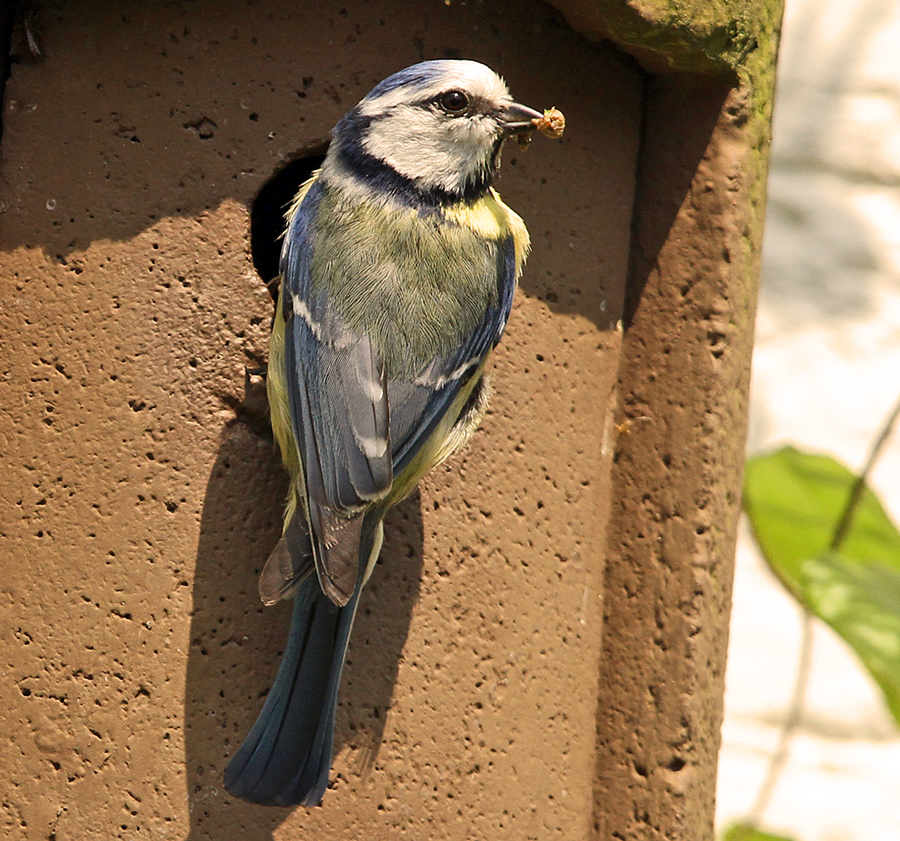 Willkommen, liebe Vogelbeobachter! Sind Sie bereit für die faszinierende Welt der Blaumeisen-Bilder?
