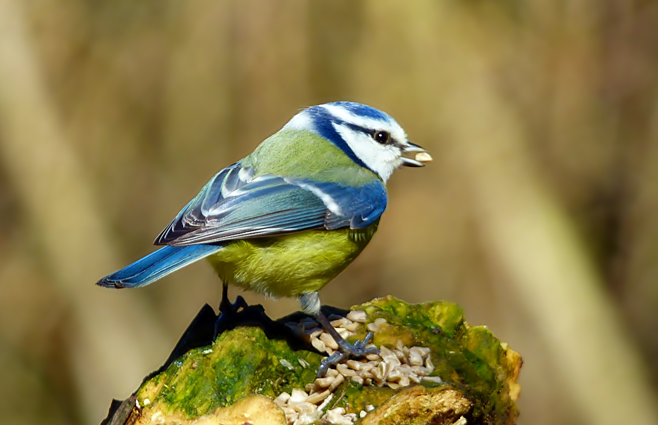 Willkommen, liebe Vogelbeobachter! Sind Sie bereit für die faszinierende Welt der Blaumeisen-Bilder?