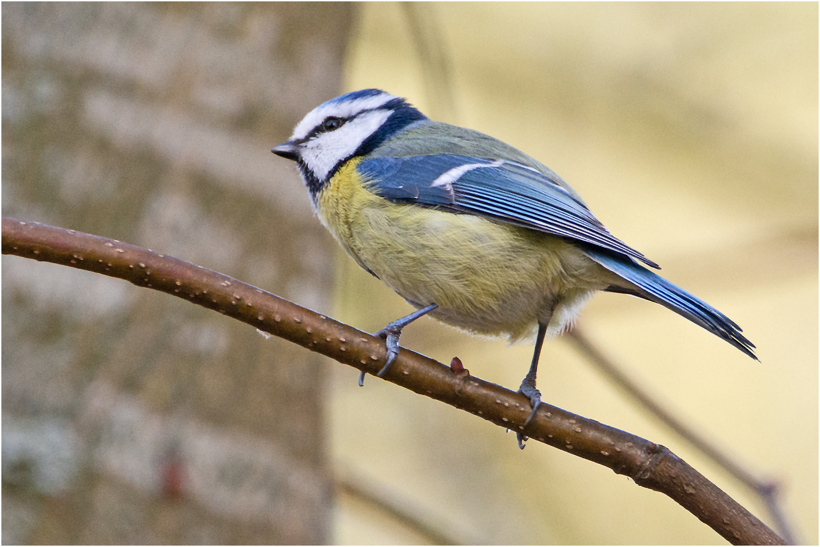 Die Blaumeisen zeigen auch schon erste Anzeichen . . .