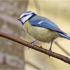 Die Blaumeisen zeigen auch schon erste Anzeichen . . .