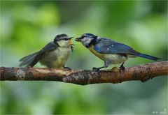 Die Blaumeisenmama ...