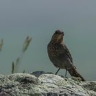 Die Blaumerle (Monticola solitarius)