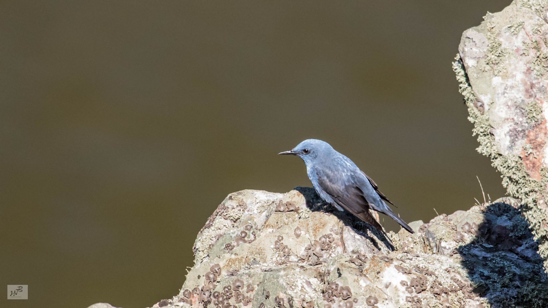 Die Blaumerle (Monticola solitarius)