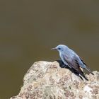 Die Blaumerle (Monticola solitarius)