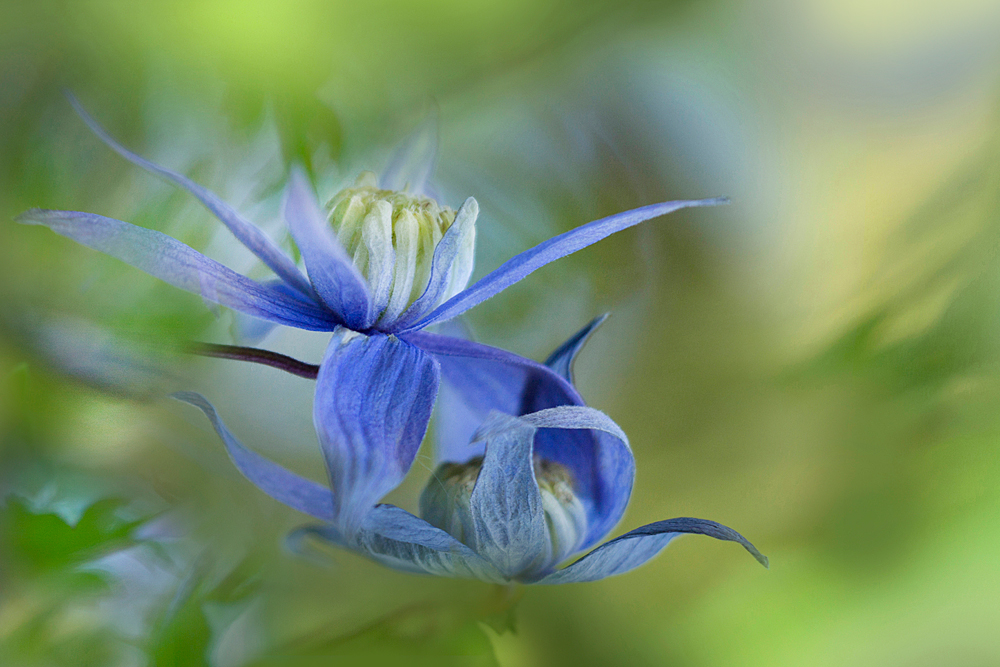 die Blauschöne