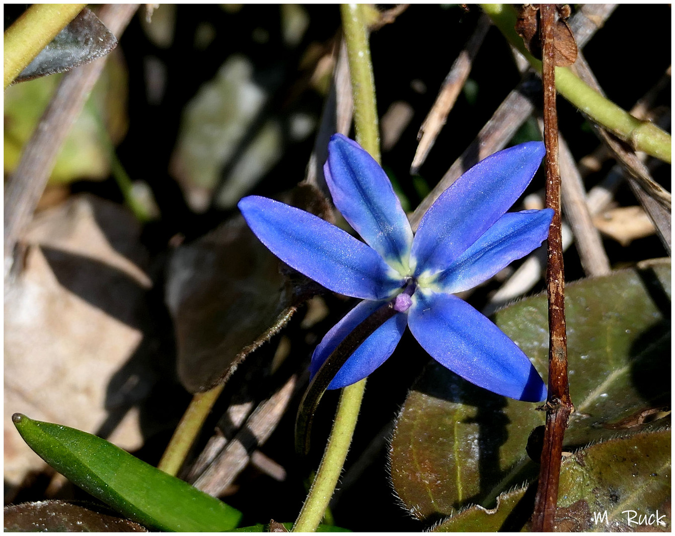 Die Blausternchen drängen sich ans Licht 