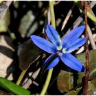 Die Blausternchen drängen sich ans Licht 