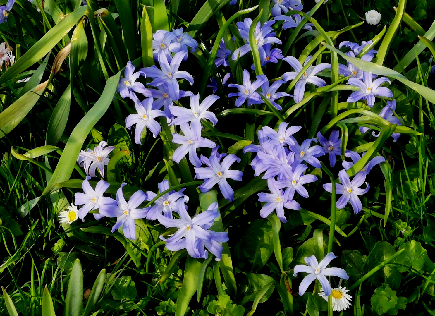 Die Blausterne (Scilla)... 