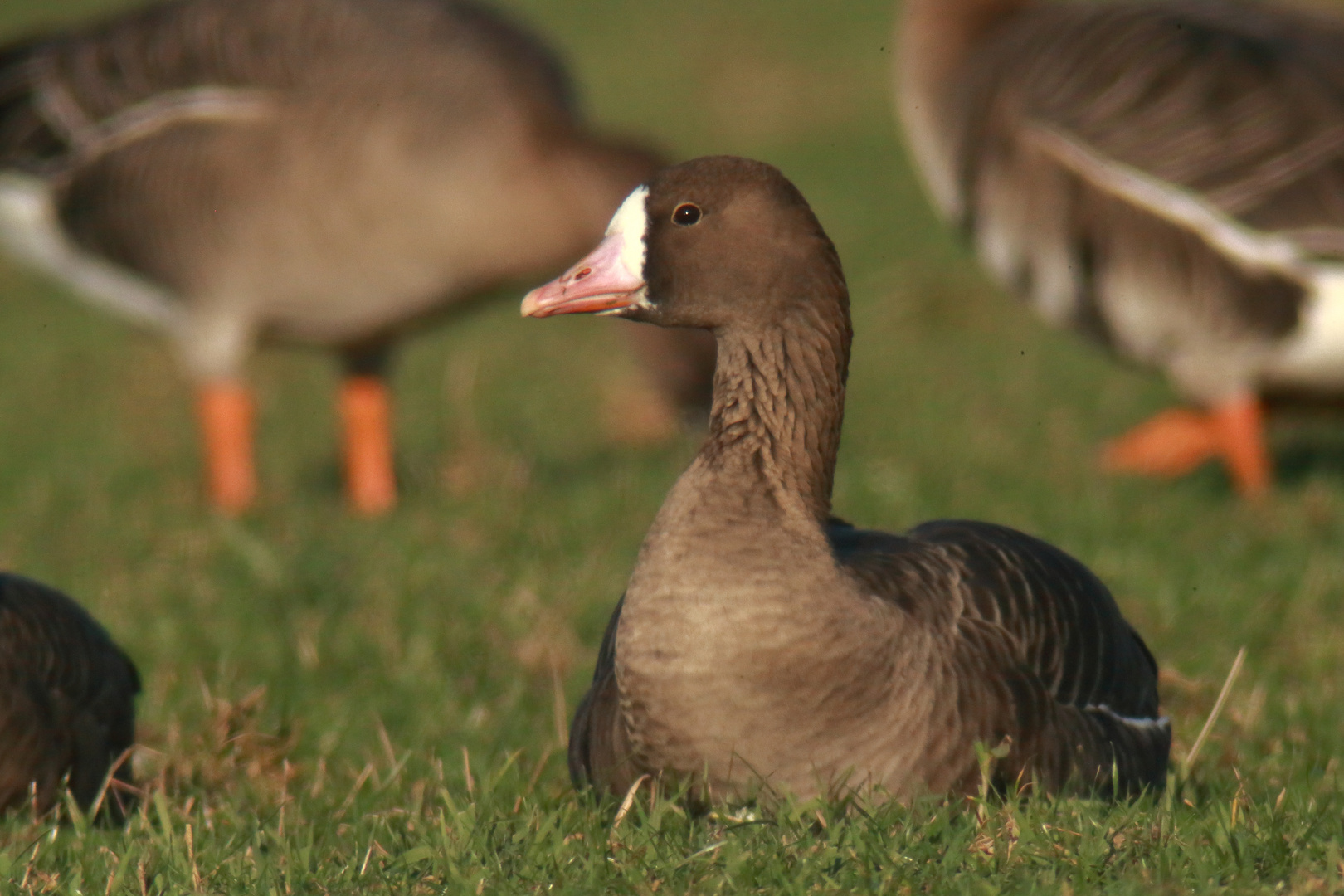 Die Blessgans Foto & Bild winter, natur, entenvögel Bilder auf