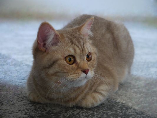 Die Blicke einer Katze