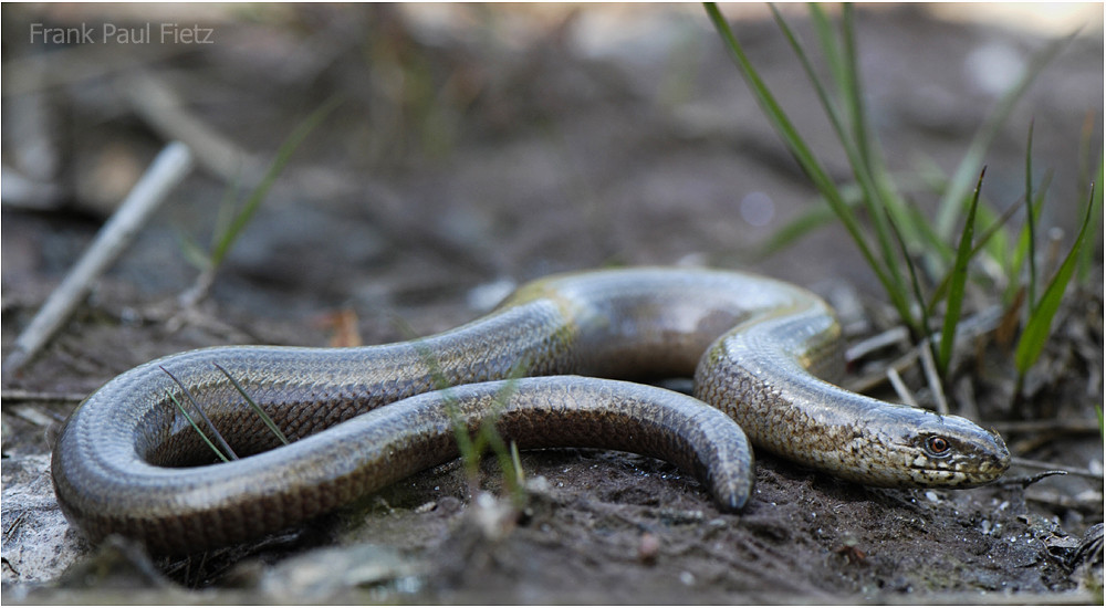 Die Blindschleiche | Anguis fragilis