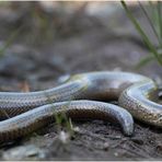 Die Blindschleiche | Anguis fragilis