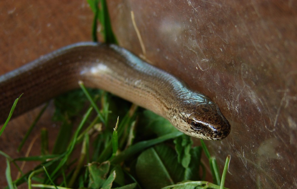 Die Blindschleiche (Anguis fragilis)