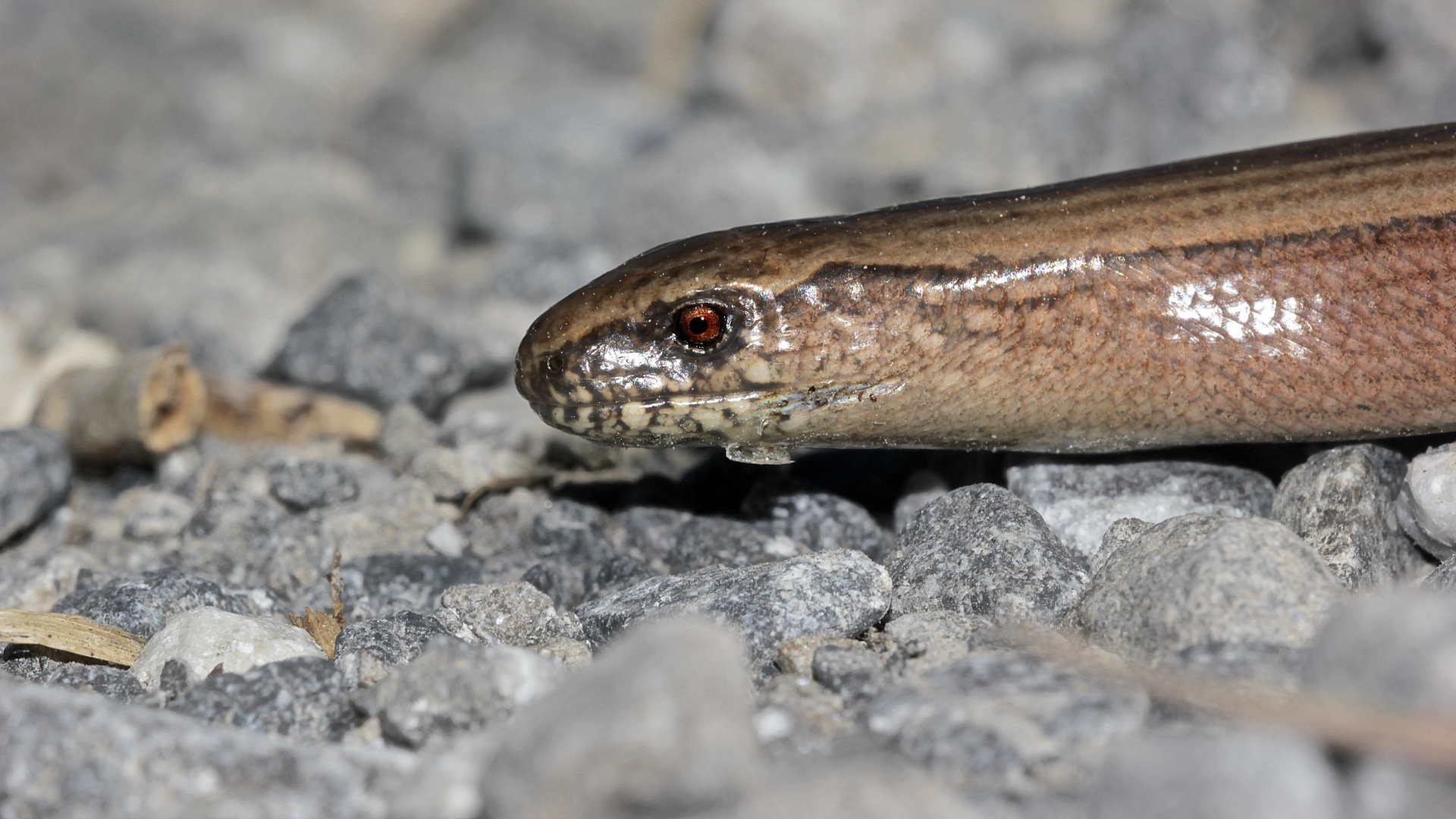 Die Blindschleiche hat rote Augen