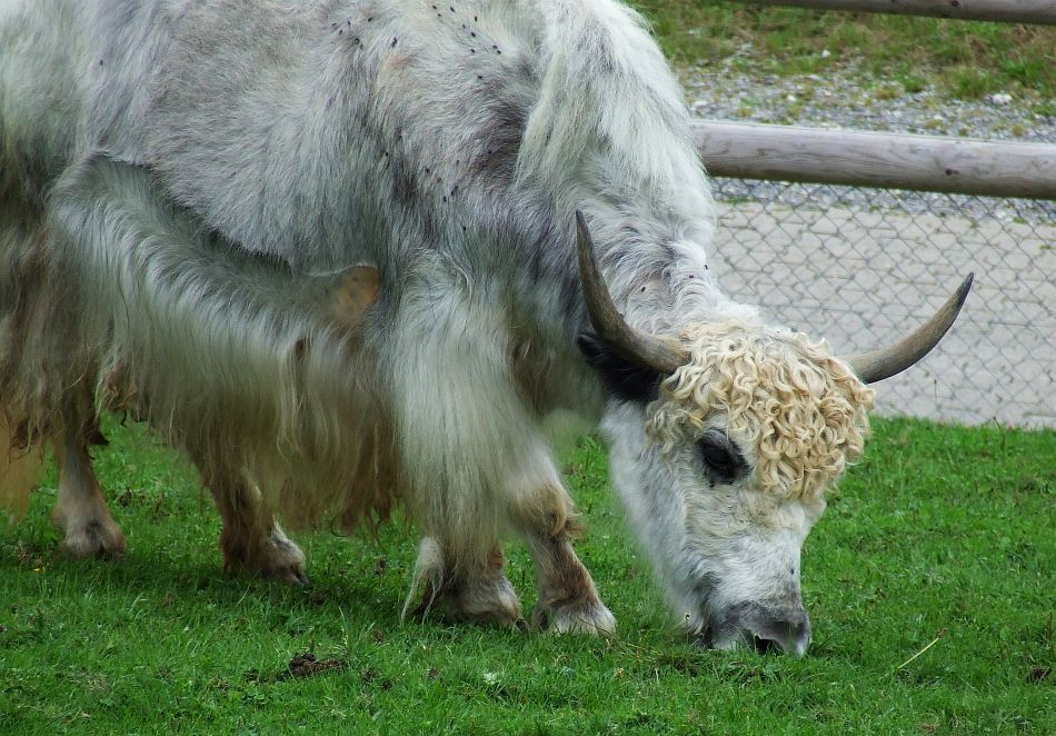 Die Blondine vom Zoo