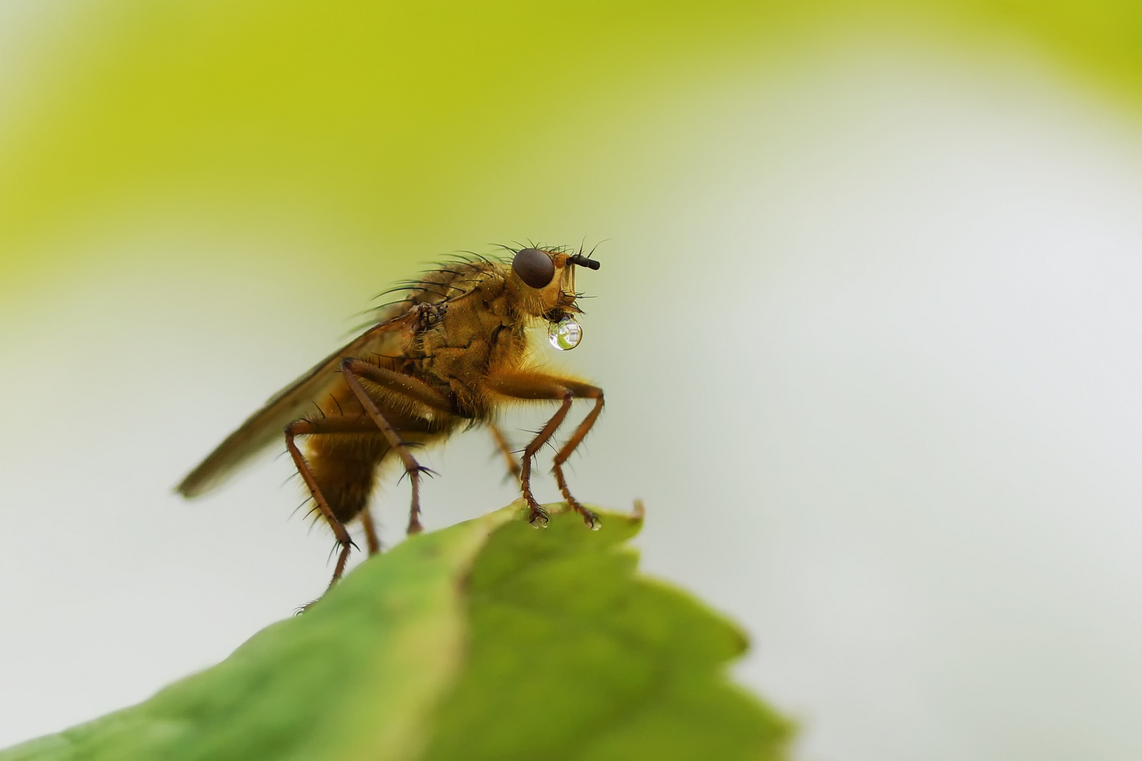 Die Blubberfliege