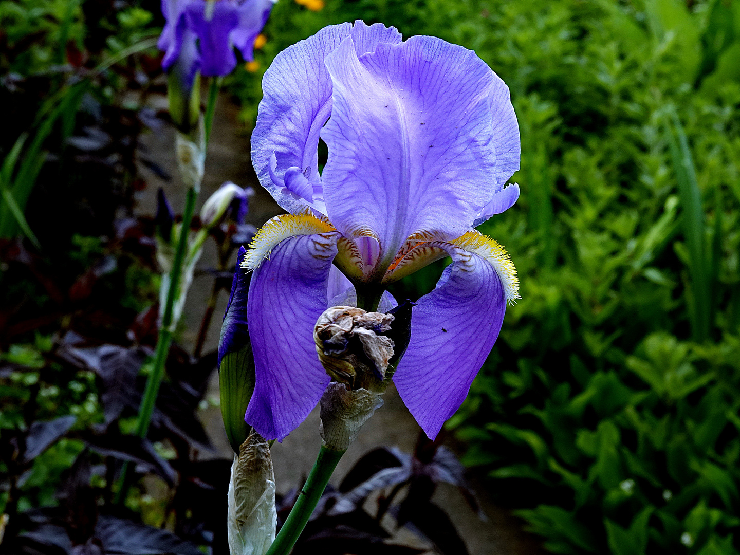 die blue Iris am blue Monday